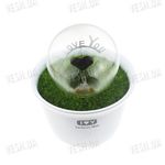 Декоративный романтический светящийся электронный LED цветок в горшке I Love U, фото 1