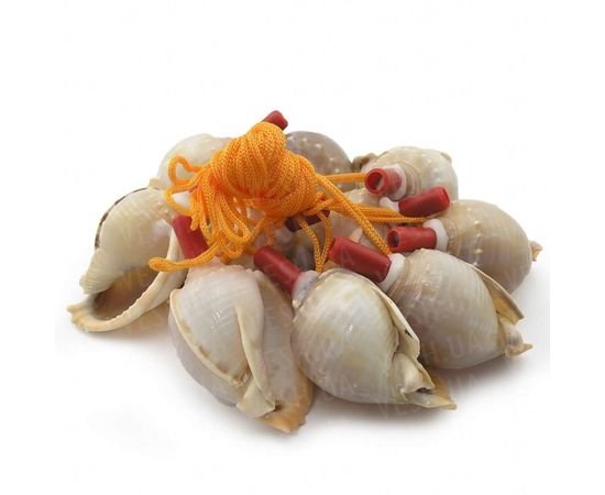 Товар распродан - Свисток Ракушка большая - Аксессуары для праздника, фото 2 Товар распродан - Свисток Ракушка большая - Аксессуары для праздника, фото 2